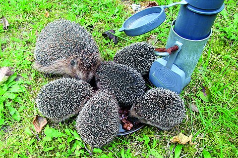 An einer selbstgebauten Rohrtränke können Igel und viele andere Wildtiere ihren Durst stillen. 
