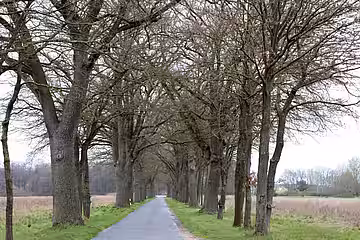 Alleen sind ein- oder beidseitige gleichförmige Baumreihen an Straßen und Wegen.