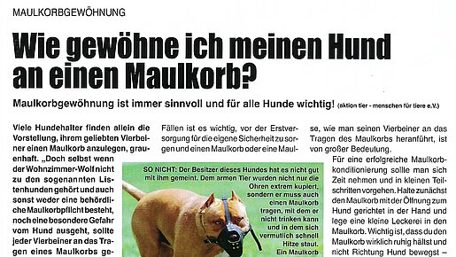 Hundereporter – Wie gewöhne ich meinen Hund an einen Maulkorb