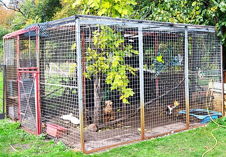 In diesem Gefängnis sind 11 männliche Ziervögel eingesperrt