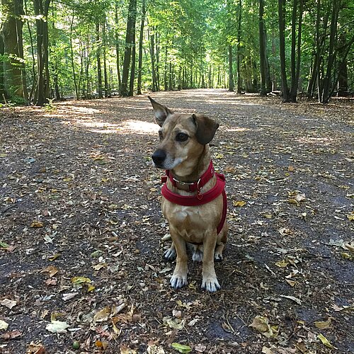 In Hundeauslaufgebieten ist ein Spaziergang ohne Leine natürlich am schönsten.