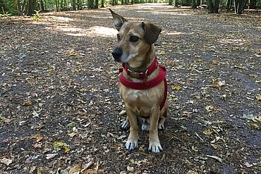 In Hundeauslaufgebieten ist ein Spaziergang ohne Leine natürlich am schönsten.