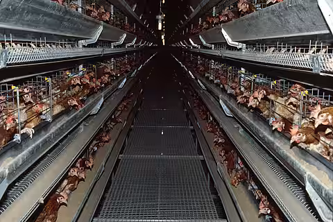 In riesigen Hallen werden die Hühner im Käfig gehalten.