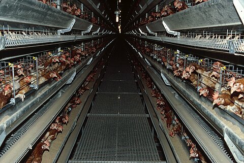 In riesigen Hallen werden die Hühner im Käfig gehalten.