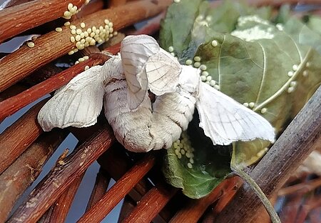 Zwei Bombyx mori-Falter bei der Paarung.