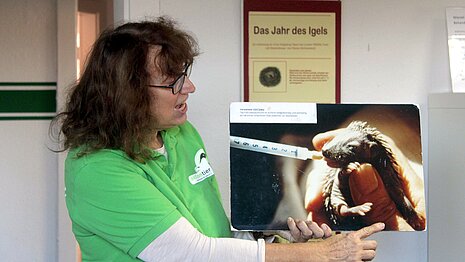 Wie wird so ein mutterloser Igelsäugling gefüttert? Und welche Igelbabys brauchen eigentlich Hilfe? Birgit Busch erklärt es.