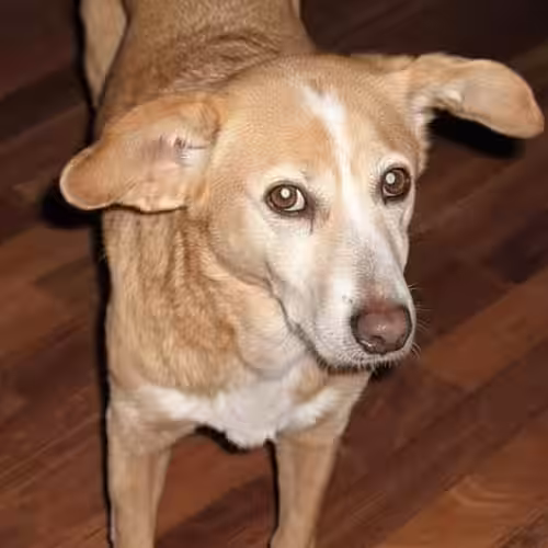 Doya war meine erste Tierschutzhündin nach dem Tod meines letzten Rauhaardackels. 