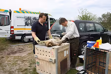 Erste Untersuchungen und Quarantänemaßnahmen Erste Untersuchungen und Quarantänemaßnahmen