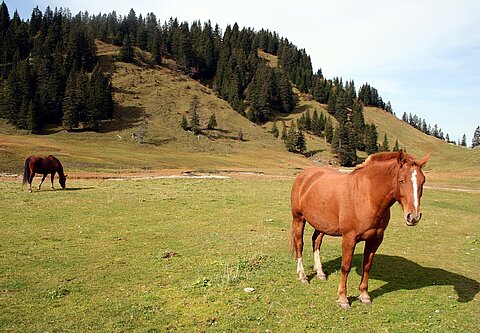 Arbeitspferde auf einer Bergweide im Bregenzer Wald. 
