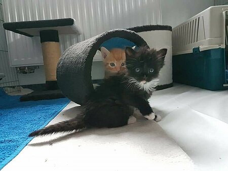 Katzenbaby