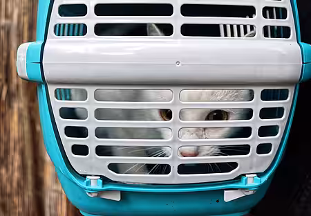 Theo hat vor Ausflügen bestimmt erst einmal die Nase voll.