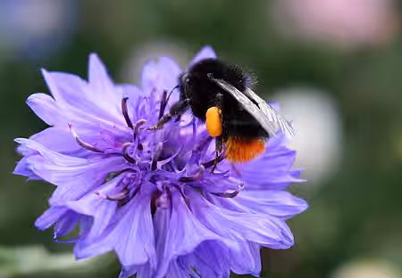Steinhummel (Bombus lapidarius) 