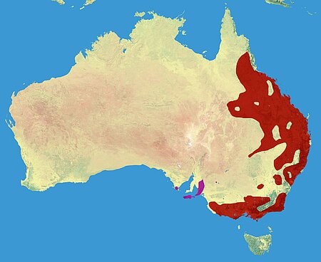 Verbreitungsgebiete (rot) des Koalas