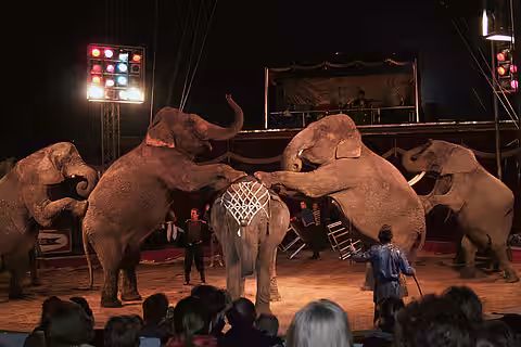 Zirkuselefanten in der Manege