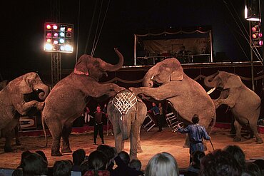 Zirkuselefanten in der Manege