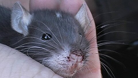 Oft werden Tiere auch regelrecht „verschleudert“ — diese Ratte wurde für 2 Euro angeboten.