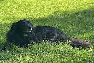 Oscar hat eine tolle Familie gefunden und führt ein sorgloses Leben.