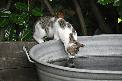 Katzen trinken gerne aus allem, was nicht ihr eigener Wassernapf ist.