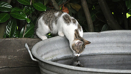 Katzen trinken gerne aus allem, was nicht ihr eigener Wassernapf ist.