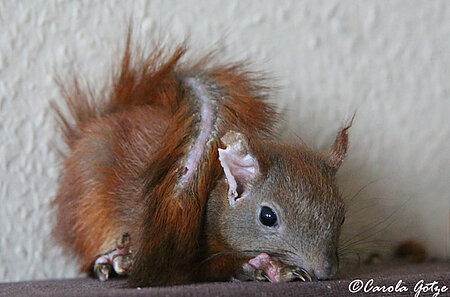 Junges Eichhörnchen mit überstandender Pockenviruserkrankung