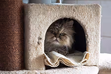 Gnadenhof-Katze in Glindow