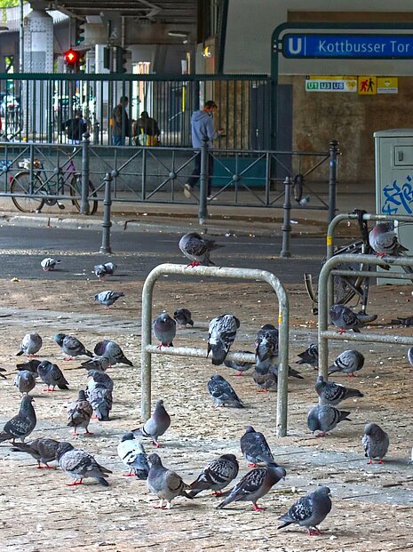 Wir Menschen sind für das Elend der Stadttauben verantwortlich