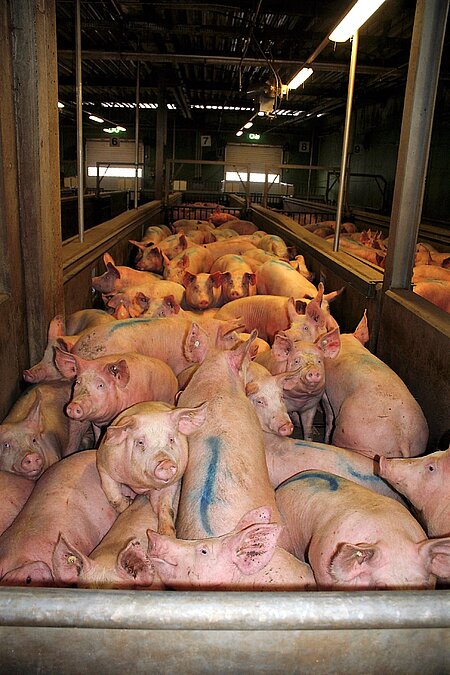 Schweine im Schlachthof. Schweine im Schlachthof.