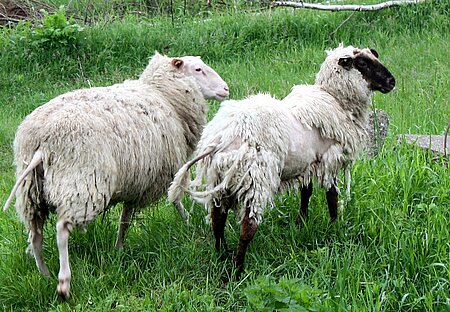 Ungeschorene und verwahrloste Schafe aus einem Tierschutzfall.