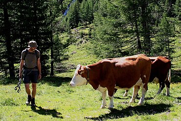 Wanderer auf der Alm