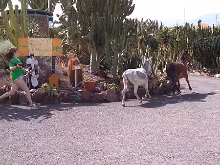 Esel können wirklich ziemlich störrisch sein.