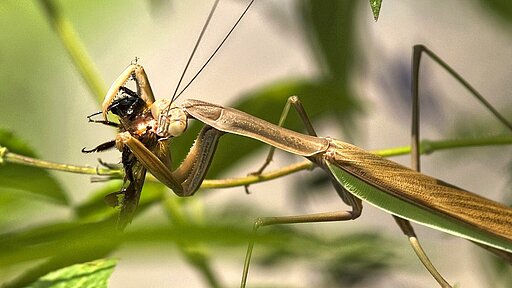 Die Europäische Gottesanbeterin, hier beim Fressen einer Hummel, wird bis zu 8cm groß und ist grün oder braun gefärbt.