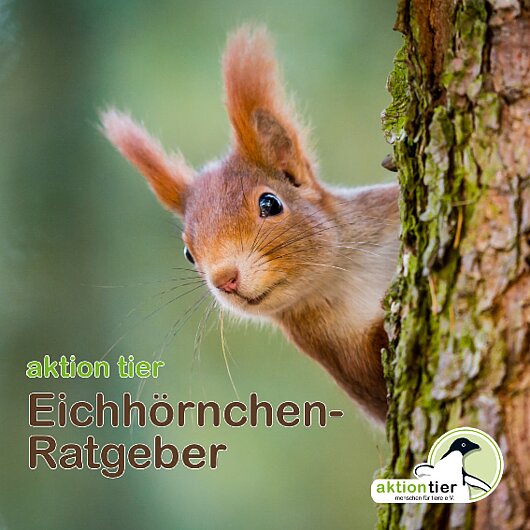 aktion tier Eichhörnchen Ratgeber