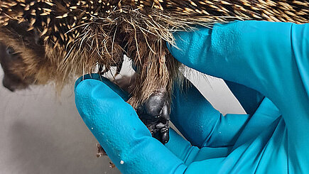 Igel mit Beinverletzung