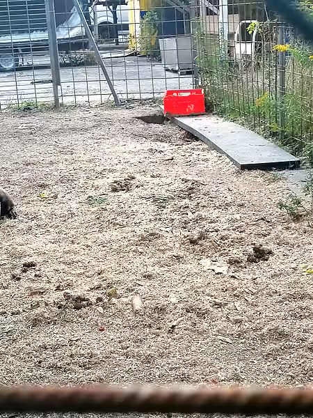 Hundekot wird einfach mit Sand bedeckt