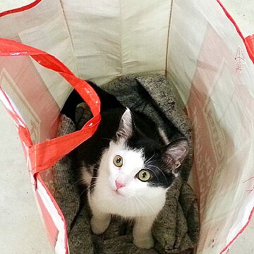 In einer Plastiktüte entsorgte Katze. In einer Plastiktüte entsorgte Katze.