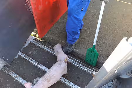 Brutales Verladen von Ferkeln