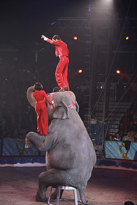 Zirkuselefanten bei einer Vorstellung 