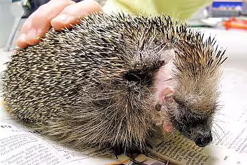 Durch eine Motorsense schwer verletzter Igel.