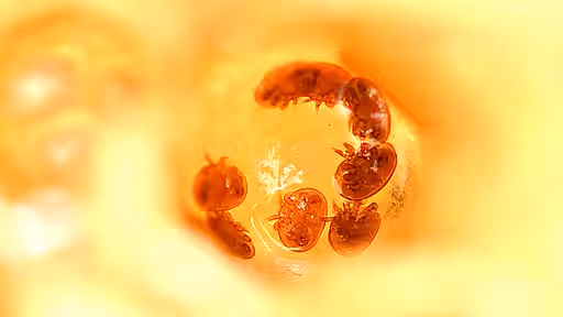 Varroa-Milben in einer Brutzelle. Varroa-Milben in einer Brutzelle.