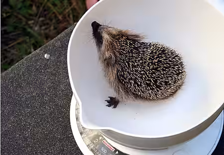 Dieses Igelchen brachte 300 Gramm auf die Waage. Dieses Igelchen brachte 300 Gramm auf die Waage.
