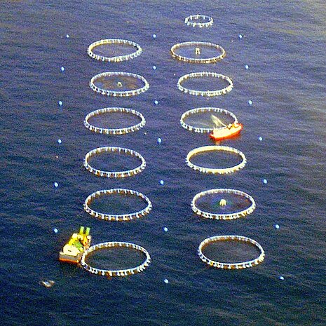 Fischfarm auf offenem Meer.