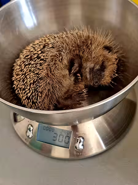 Dieses Jungtier war stark unterkühlt, sehr schwach und dehydriert. Dieses Jungtier war stark unterkühlt, sehr schwach und dehydriert.