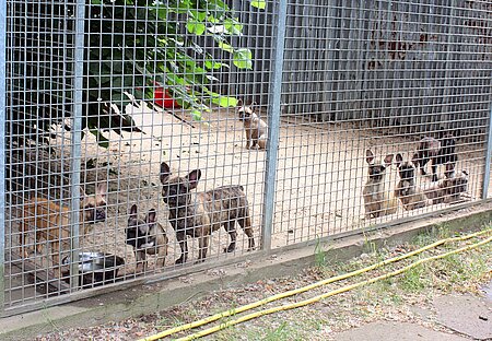 2019 wurden 12 Französische Bulldoggen beschlagnahmt. Hier sind sie schon im aktion tier Tierheim Zossen untergebracht. 