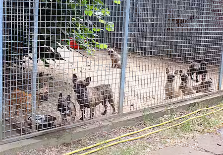 2019 wurden 12 Französische Bulldoggen beschlagnahmt. Hier sind sie schon im aktion tier Tierheim Zossen untergebracht. 