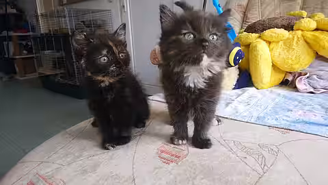 Kitten im Tierheim Meißen