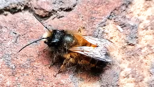 Eine Rostrote Mauerbiene kann täglich bis zu 2.500 Blüten bestäuben, während eine Honigbiene zwar mehrere Tausend Blüten besucht aber davon nur ca. 300 bestäubt. Eine Rostrote Mauerbiene kann täglich bis zu 2.500 Blüten bestäuben, während eine Honigbiene zwar mehrere Tausend Blüten besucht aber davon nur ca. 300 bestäubt.