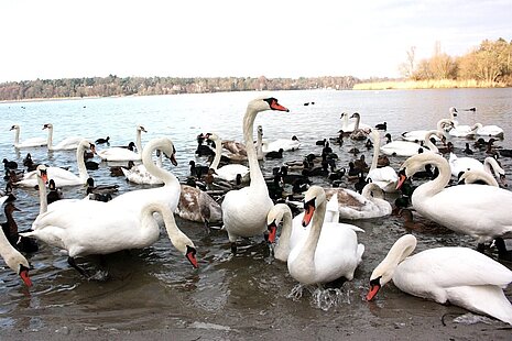 Schwäne am Wasser – Alle Wasservögel besitzen Daunen.