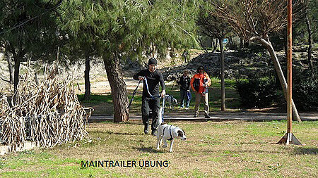 Straßenhund bei einer Mantrailer-Übung