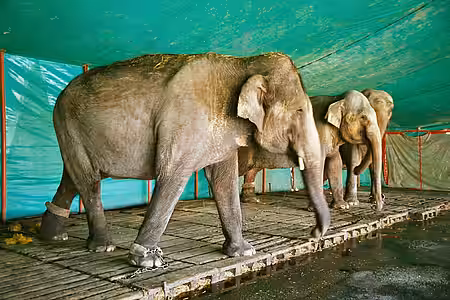 angekettete Elefanten 