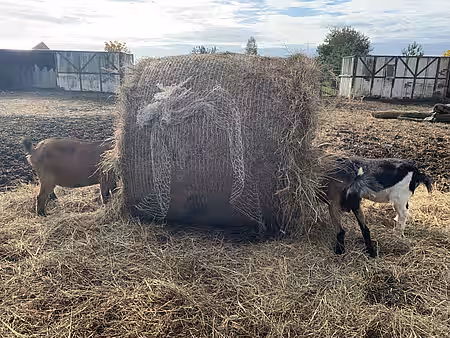 Ein verantwortungsvoller Tierhalter würde die Plastik-Wickelnetze immer entfernen